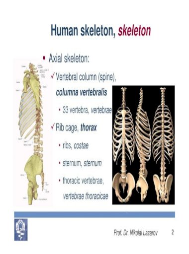 BONES , AND OF THE articulations and muscles the vertebral column ... Bones, articulations and