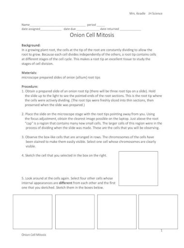 Onion Cell Mitosis Worksheet Answers