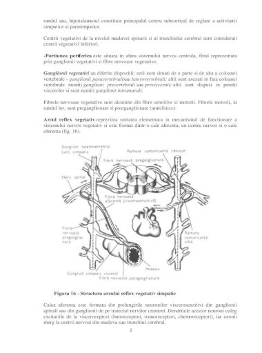 Sistem nervos simpatic - Wikipedia