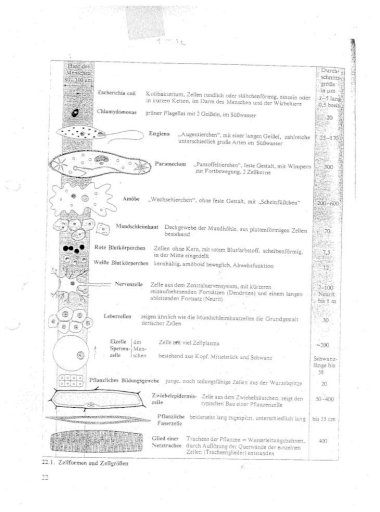 Biologie Arbeitsblatt Zelle