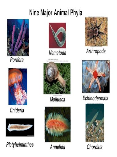 porifera cnidaria és platyhelminthes éhség és paraziták