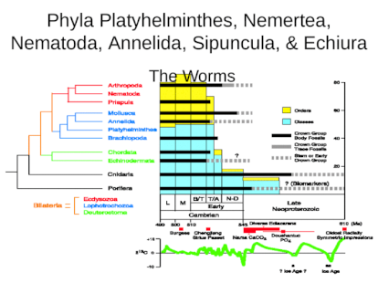 Phylum platyhelminthes nematoda és annelida