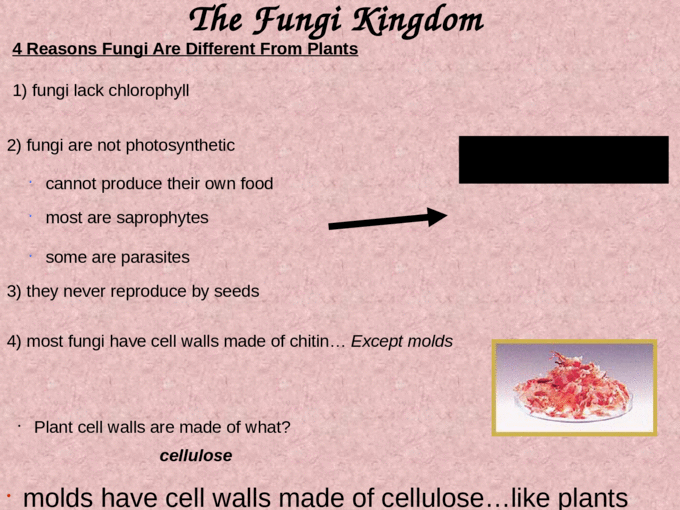 The Fungi Kingdom Mycology -the study of fungi fungus ...