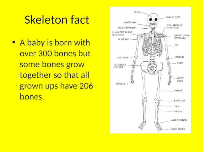 What is the skeletal systems main job